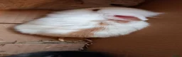Lionhead rabbits for sale: Lionhead mini lop - Advert 3