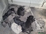 Cane Corso Puppy 10