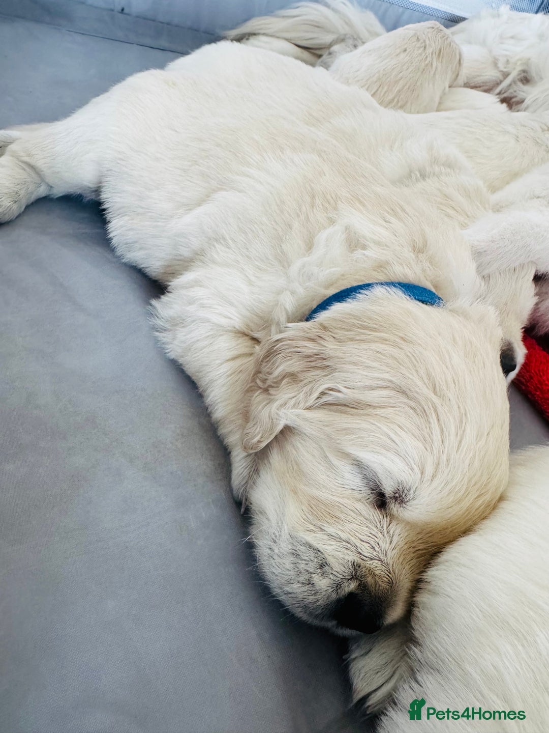Golden Retriever dogs for sale: KC English Cream Golden Retriver puppy’s  in Sleaford - Image 25