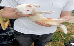 Ferret rodents for sale: Jill Ferret - Image 3