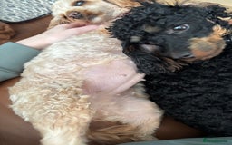Cavapoochon dogs for sale: Toy Cavapoochon Puppies F1B - Image 12