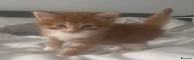 Fluffy ginger male