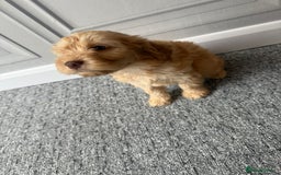 Cockapoo dogs for sale: Beautiful Cockerpoo Puppies. (Sand, Merle, Black) - Image 25