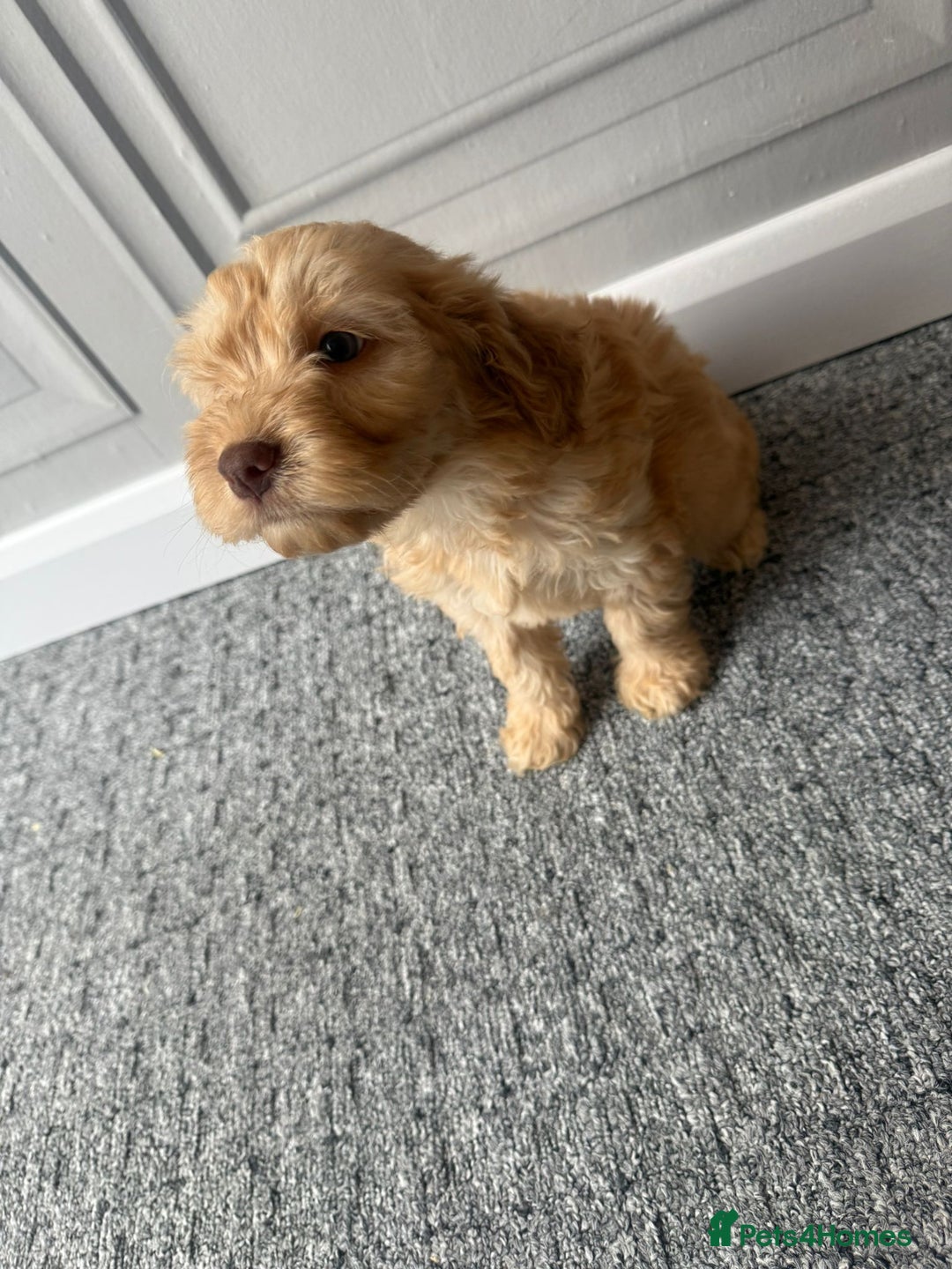 Cockapoo dogs for sale: Beautiful Cockerpoo Puppies. (Sand, Merle, Black) - Image 25