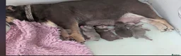 English Bulldog dogs for sale: Top tier kc British bulldog  - Advert 3