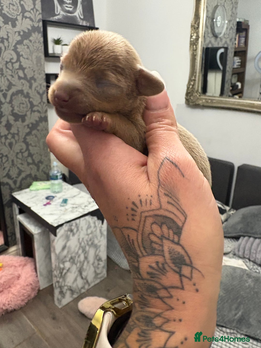 Mixed Breed dogs for sale: Xxx TINY dachshund x chihuahua puppies xxx - Image 7