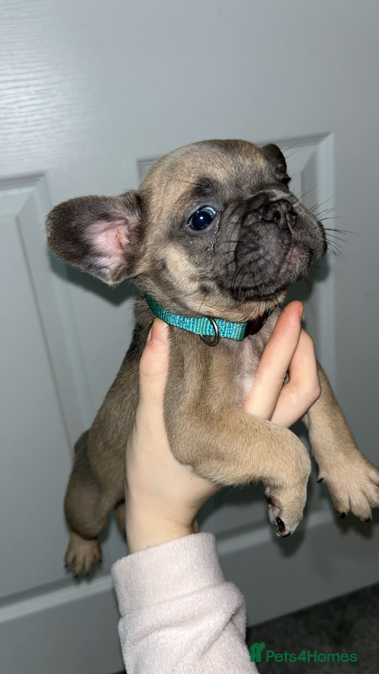 French Bulldog dogs FLUFFY PINK ISABELLA BLUE TAN KC REGISTERED  - Advert 8