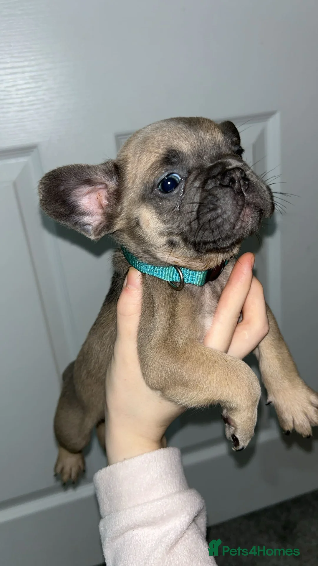 French Bulldog dogs for sale: FLUFFY PINK ISABELLA BLUE TAN KC REGISTERED  - Advert 7