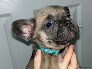 French Bulldog dogs FLUFFY PINK ISABELLA BLUE TAN KC REGISTERED - Advert 8