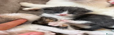 Domestic Shorthair 1