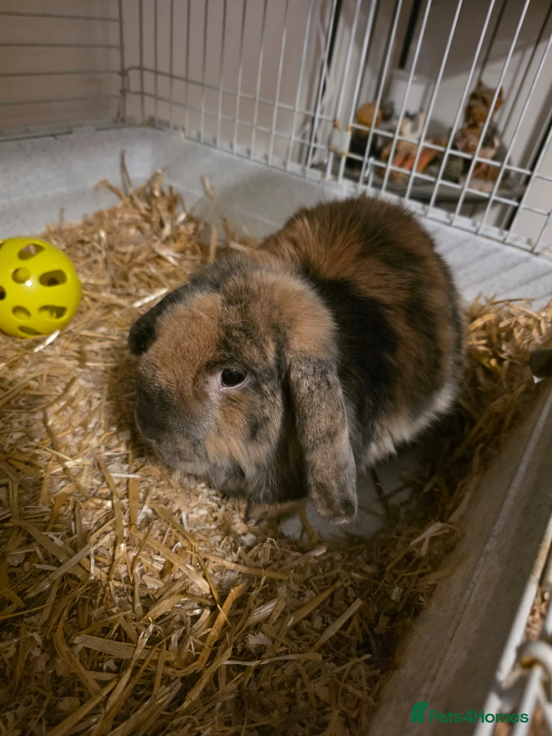Mixed Breed rabbits for sale: Male Rabbit For Rehome  - Advert 2