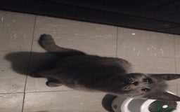 British Shorthair cats for sale: Sheba British blue  - Image 5