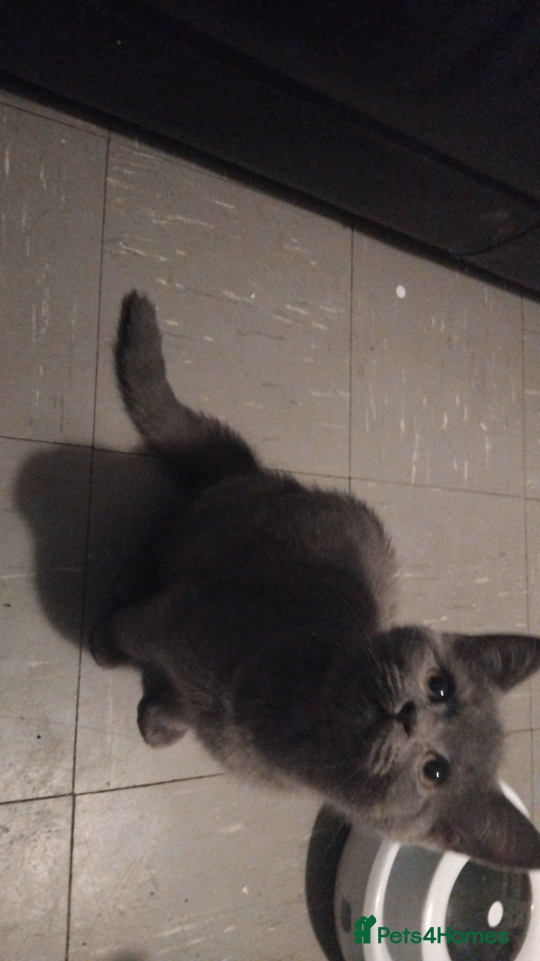 British Shorthair cats for sale: Sheba British blue  - Image 5