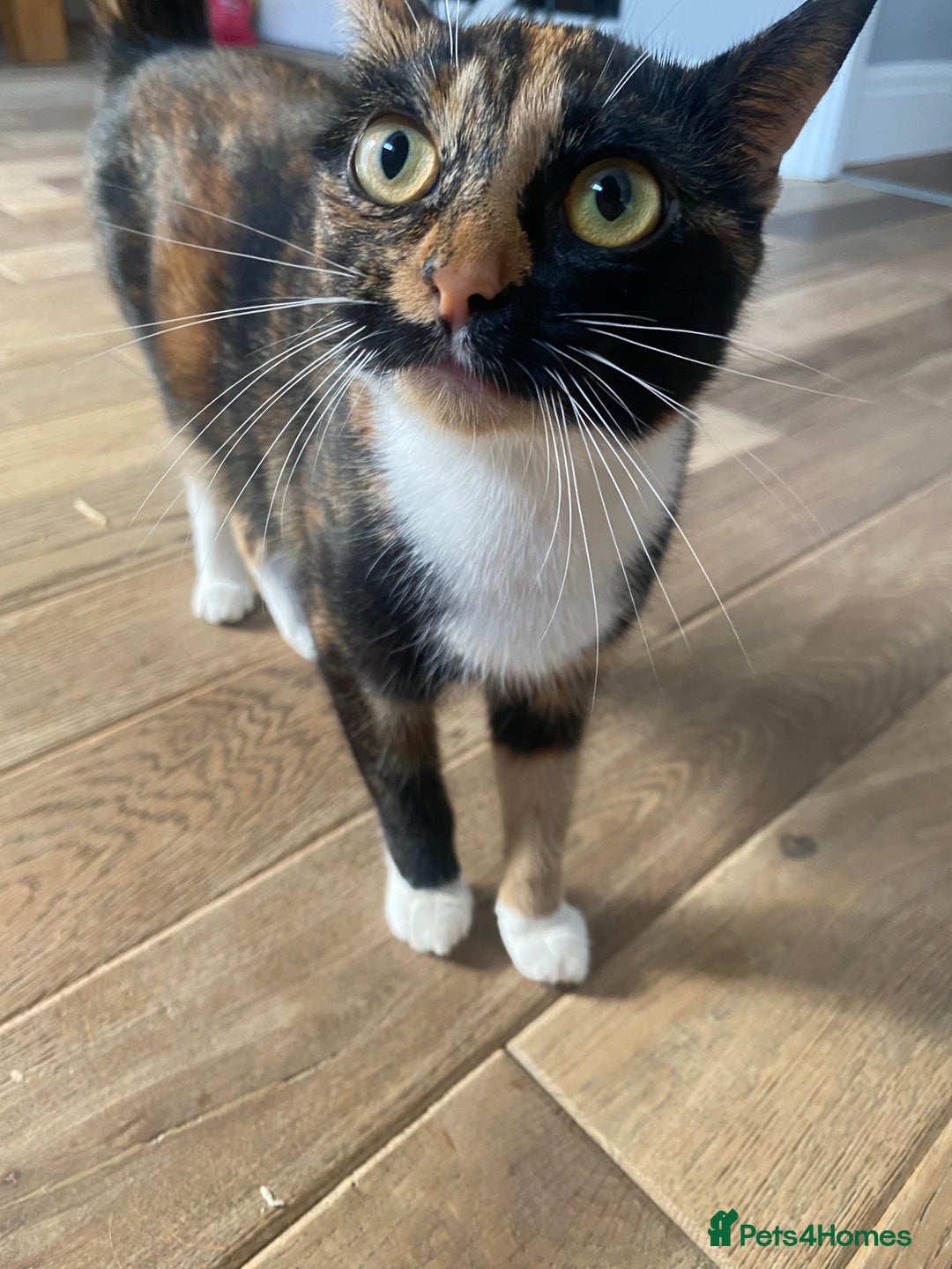 Mixed Breed cats for sale: 1 Kitty Left !  - Image 2