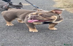 English Bulldog dogs for sale: Beautiful English bulldog - Image 1