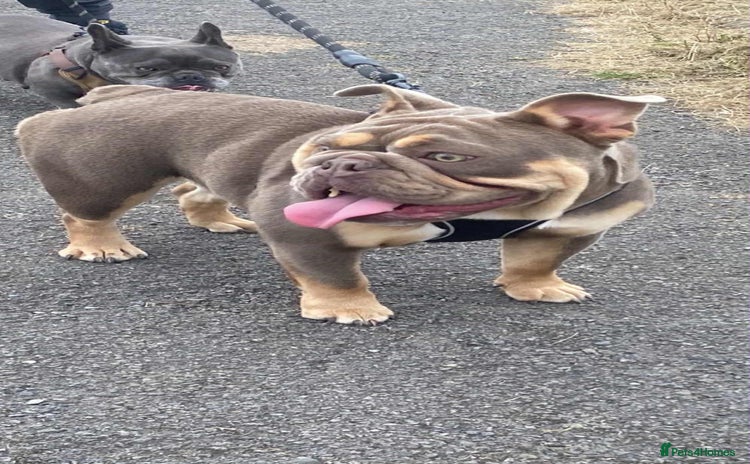English Bulldog dogs - Advert 1