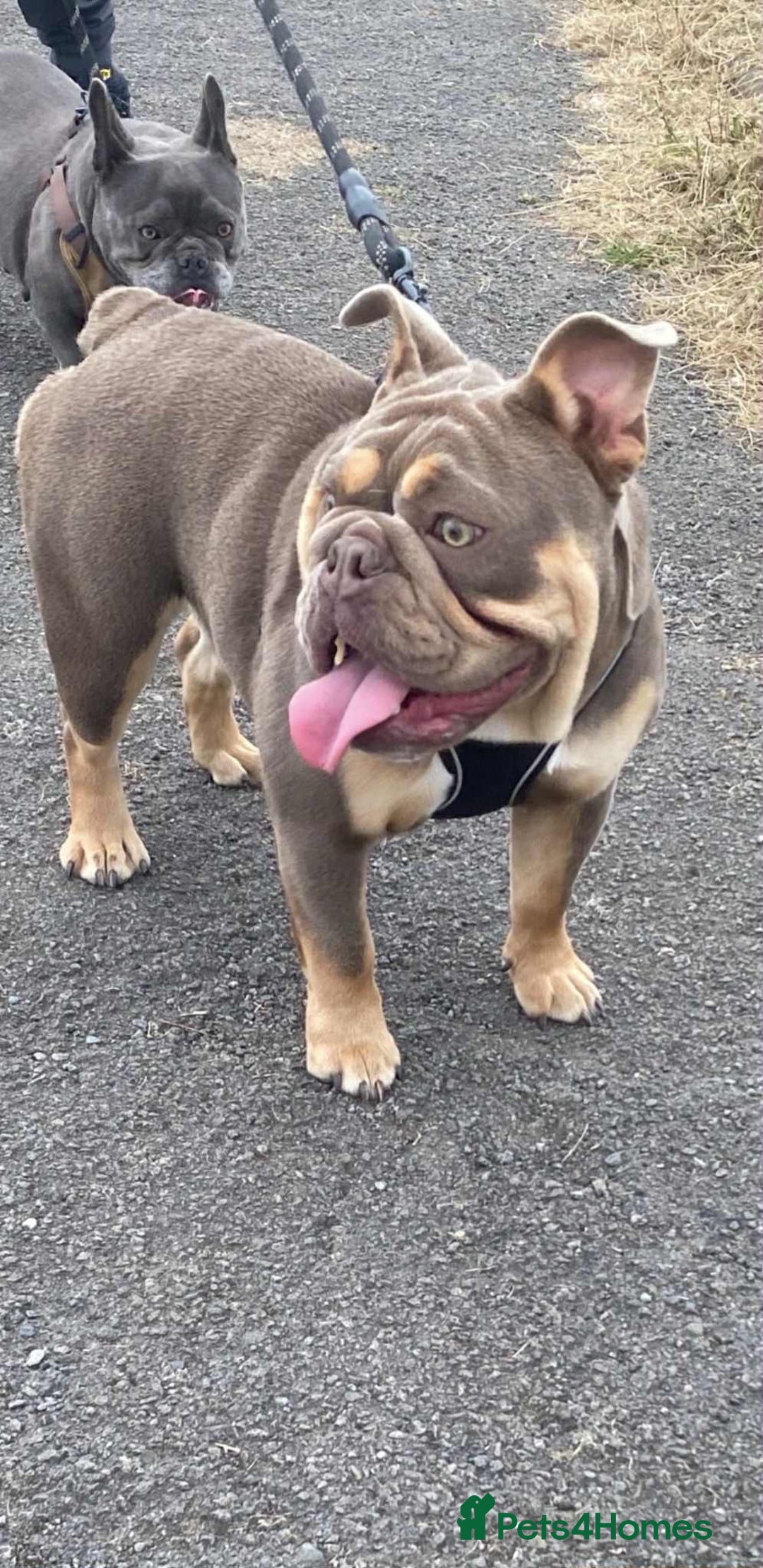 English Bulldog dogs for sale: Beautiful English bulldog - Image 1