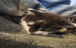 Russian Blue cats for sale: Russian blue mix - Image 8