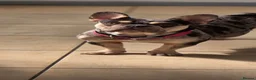 French Bulldog dogs for sale: Chocolate merle frenchie  in Cannock - Advert 4