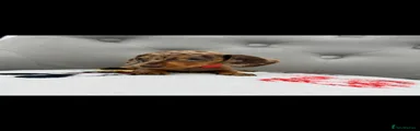 Miniature Dachshund 3