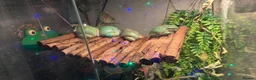 Frog reptiles for sale: Green tree frogs  - Advert 6