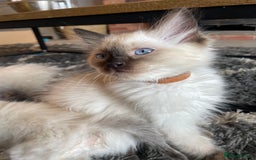 Ragdoll cats for sale: Ragdoll kittens READY NOW 1 BOY 😻  - Image 22