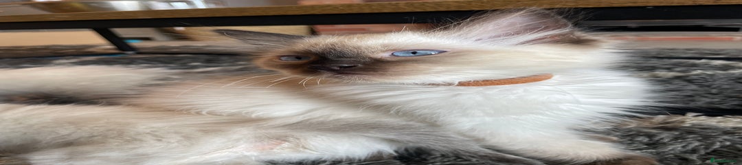 Ragdoll Kitten 1 brown 