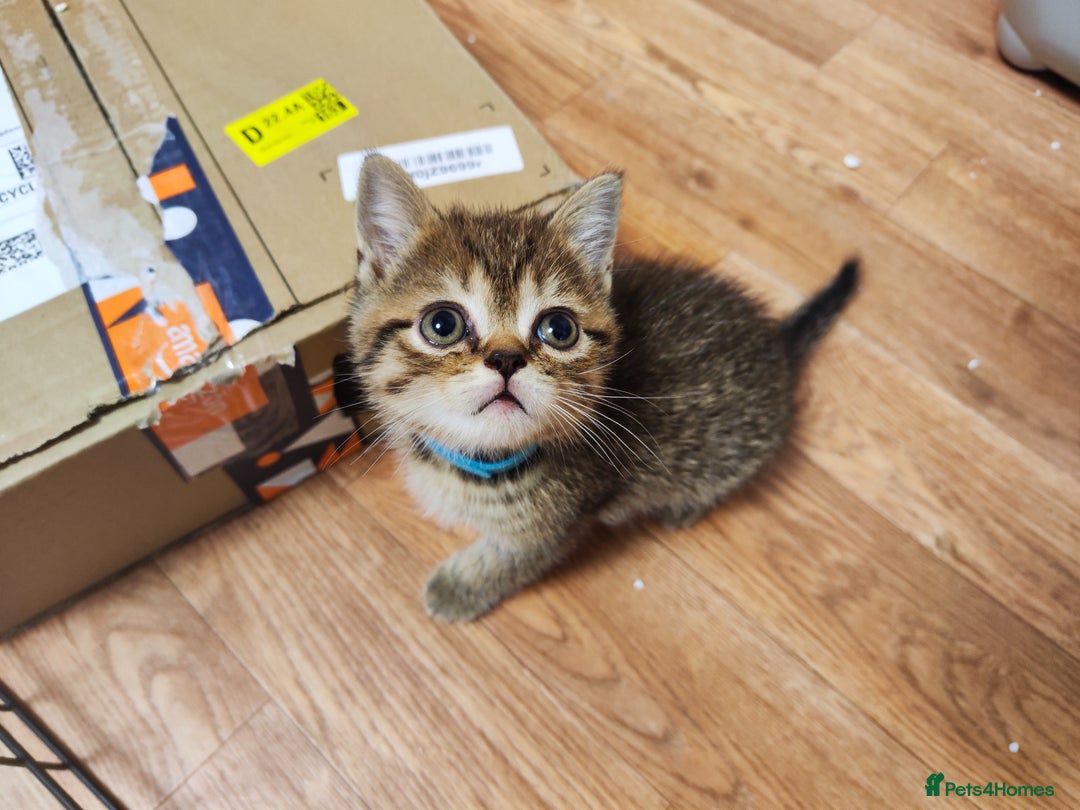 British Shorthair cats for sale: British Shorthair Kittens Full Pedigree Parents  - Advert 24