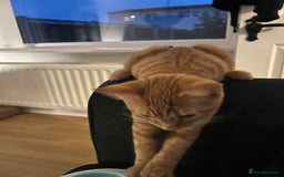 Domestic Shorthair cats for sale: Two ginger boys for sale / half maine coon - Image 6