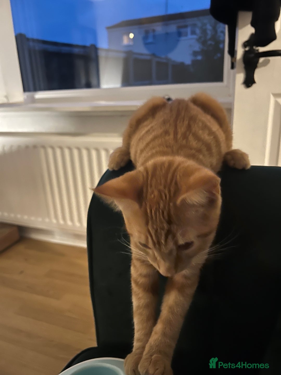 Domestic Shorthair cats for sale: Two ginger boys for sale / half maine coon - Image 6