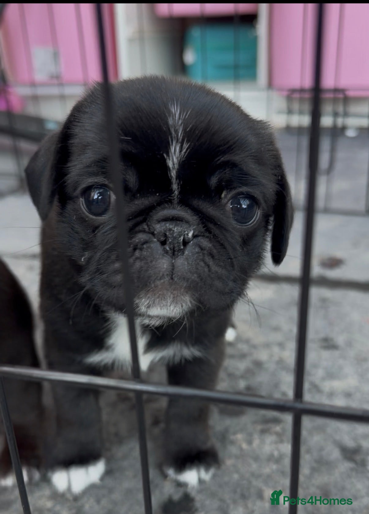 Pug dogs for sale: 🐾 PEGGY × ALASKA — A TRULY UNIQUE PUG LITTER 🐾  - Advert 2