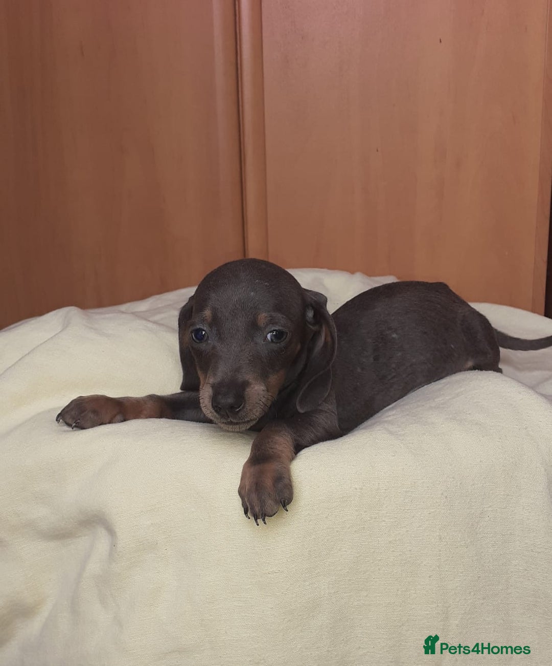 Miniature Dachshund dogs for sale: Miniature dachshund puppies for sale - Image 4