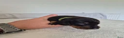 Miniature Dachshund dogs for sale: 🖤 Stunning Miniature Dachshunds 🖤 - Advert 18