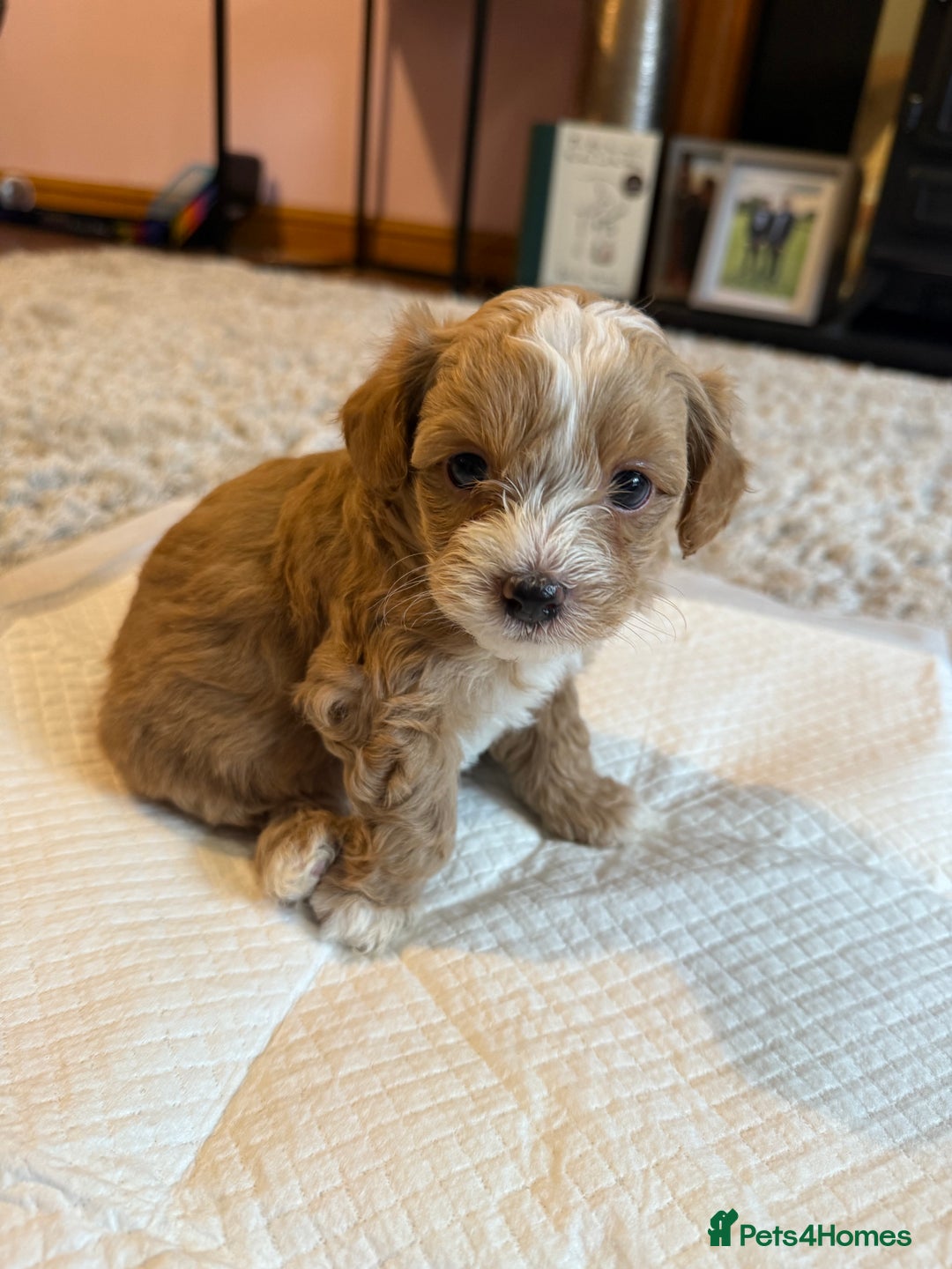 Maltipoo dogs for sale: Real life teddy bear f1 Maltipoos ❤️💥 - Image 29