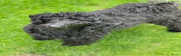 Toy Poodle dogs for sale: Black toy poodle in Manchester - Advert 21