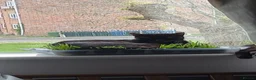 Bombay cats for sale: Two cats for free - Advert 8
