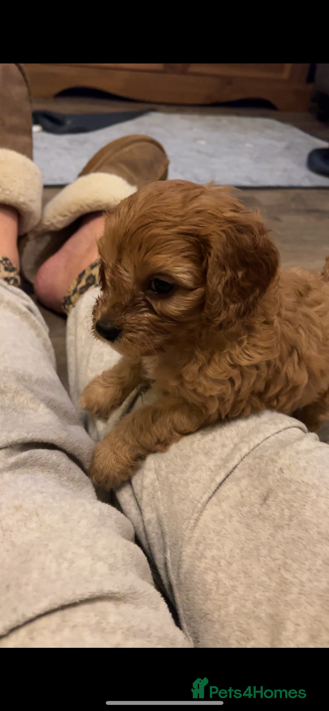 Cavapoo dogs for sale: Gorgeous Cavapoo's - Image 11