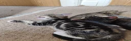 Mixed Breed cats for sale: Unique Tabby kittens   looking for a forever home  in Doncaster - Advert 23
