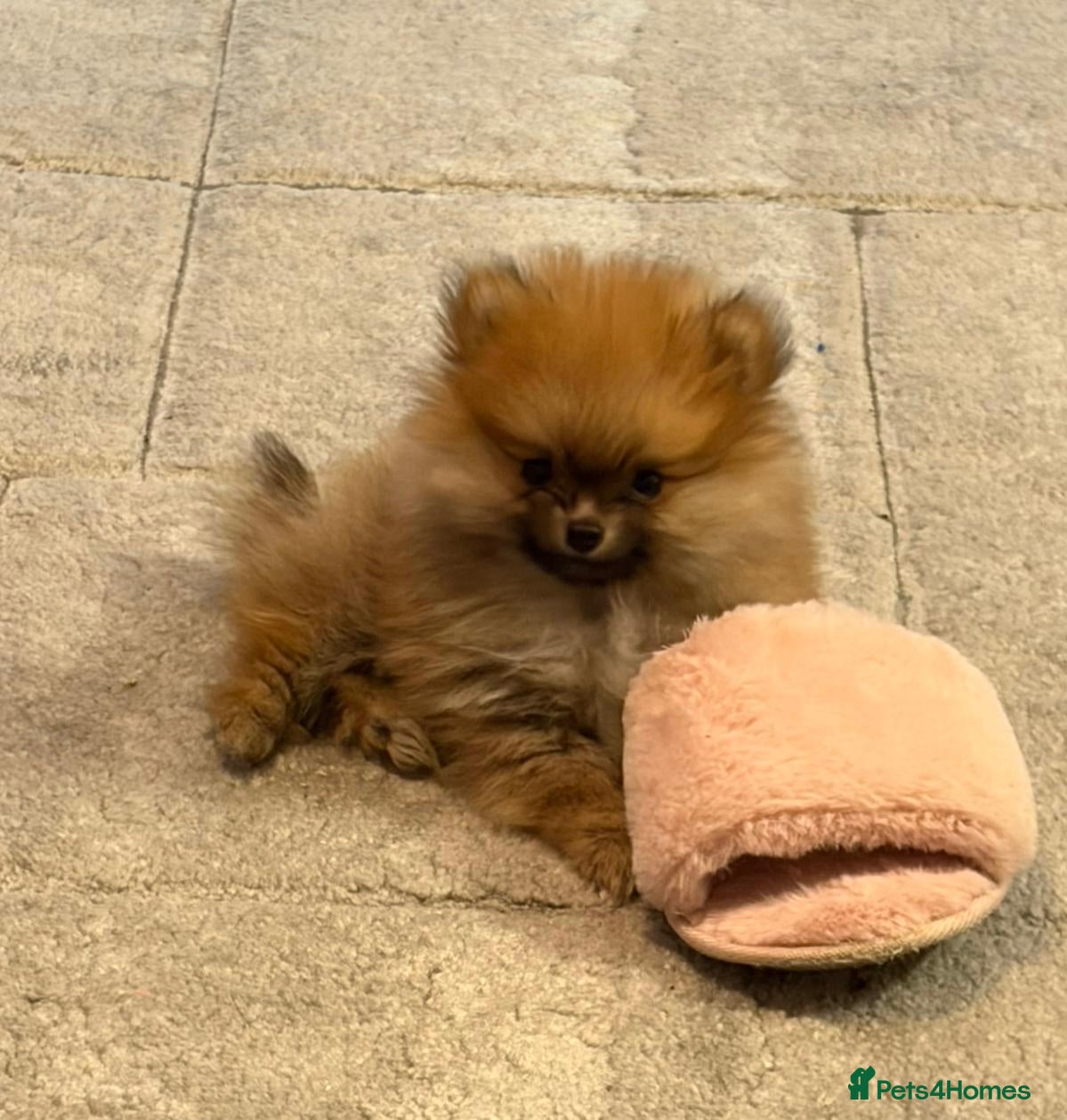 Pomeranian dogs 1 LEFT READY TO LEAVE Boy Pomeranians - Advert 2