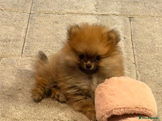 Pomeranian dogs 1 LEFT READY TO LEAVE Boy Pomeranians - Advert 2