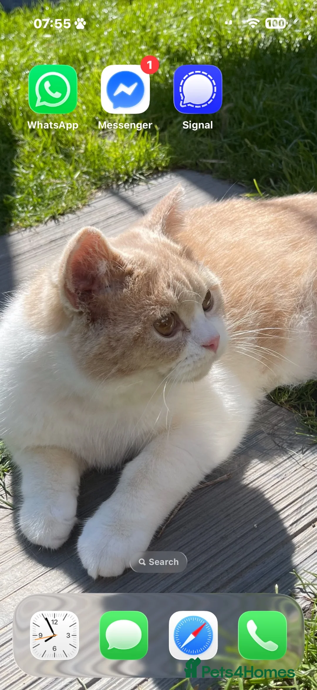 British Shorthair cats for sale: Cream bicolour British short haired  in Wirral - Advert 2