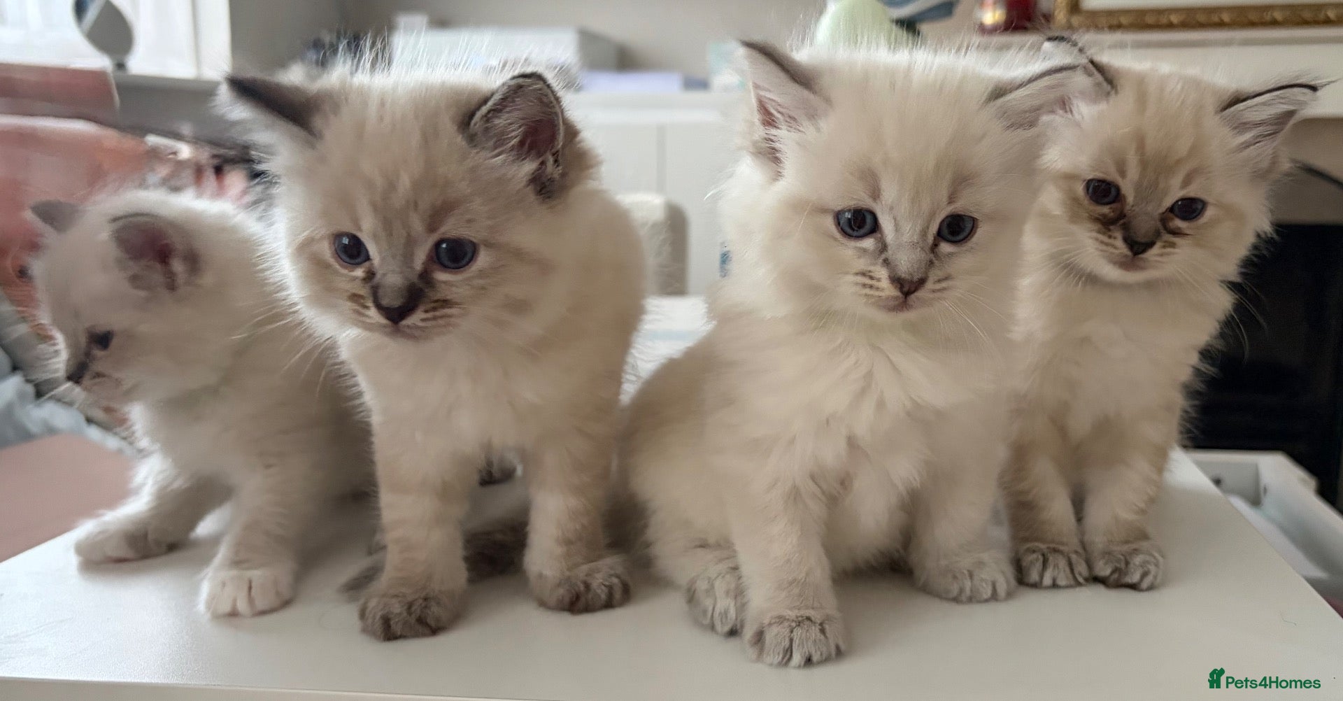 Ragdoll cats Stunning litter of Ragdoll kittens - Advert 1