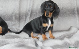 Dachshund dogs for sale: DACHSHUNDS READY NOW - Image 11