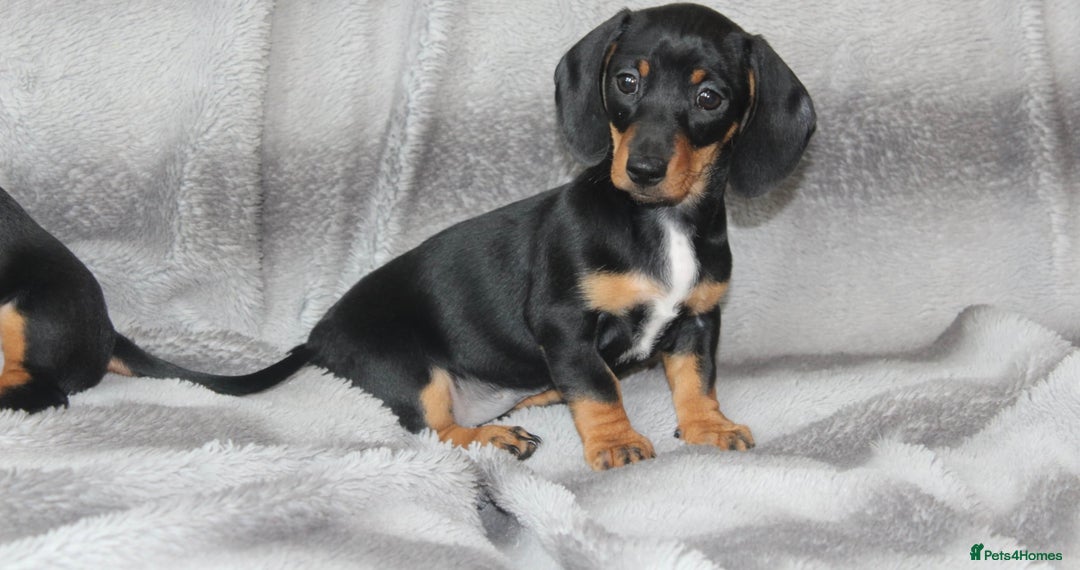 Dachshund dogs for sale: DACHSHUNDS READY NOW - Image 11