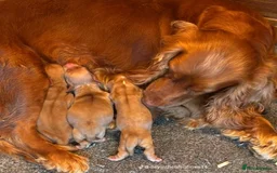 Cocker Spaniel dogs for sale: Kc registered cocker spaniel puppies - Image 28