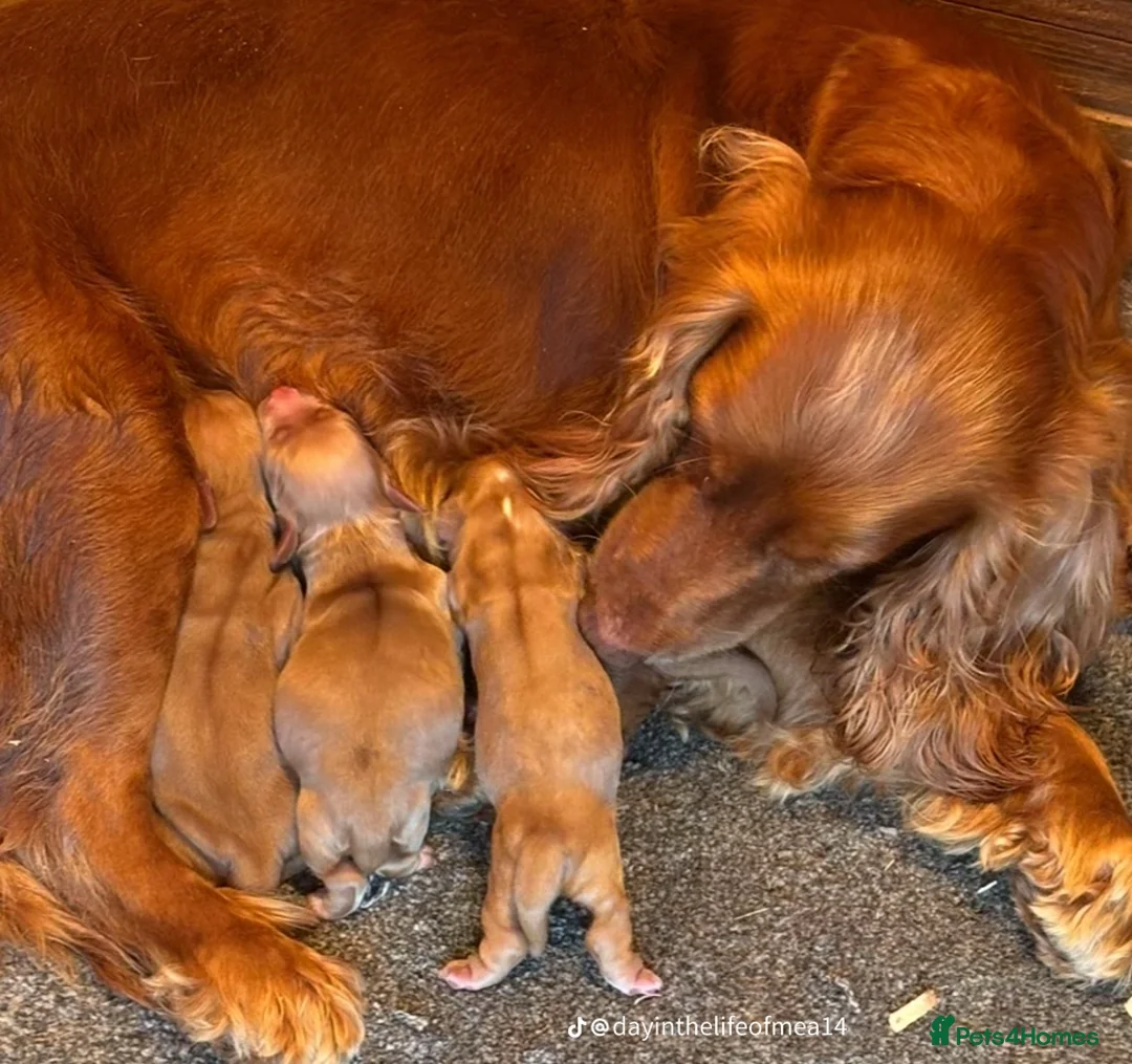 Cocker Spaniel dogs for sale: Kc registered cocker spaniel puppies - Image 28