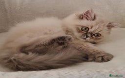 Persian cats for sale: Persian Kittens Looking For New Home - Image 3