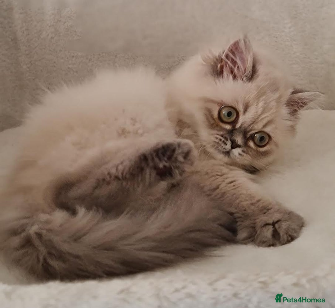 Persian cats for sale: Persian Kittens Looking For New Home - Image 3