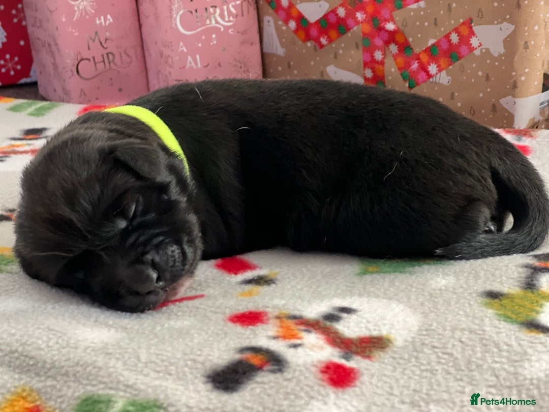 Mixed Breed dogs for sale: English Springer Spaniel X Husky (Spruskys)  - Advert 6