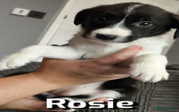 Border Collie dogs for sale: Purebred Border Collie Puppies Tri Intelligent - Image 14